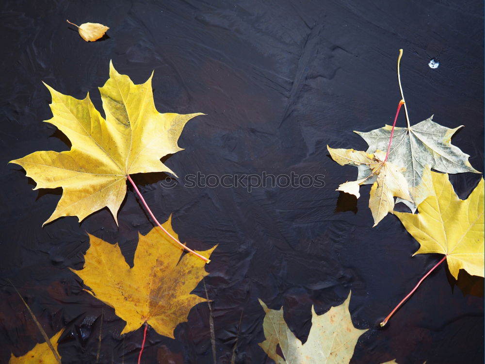 Similar – Summer is over Leaf Brown