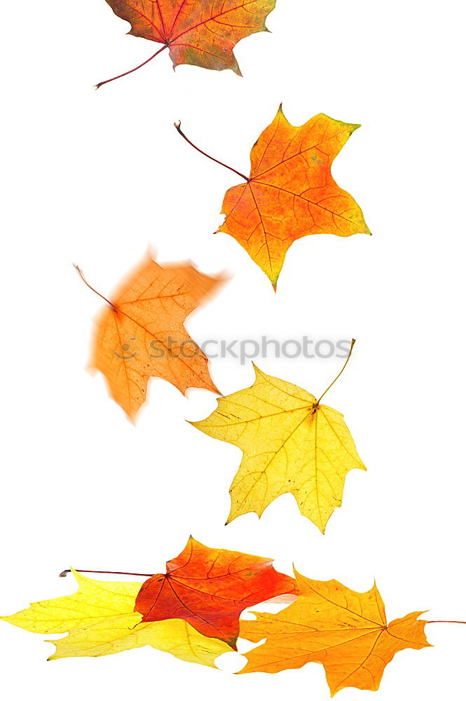 Similar – Image, Stock Photo in love in autumn Plant
