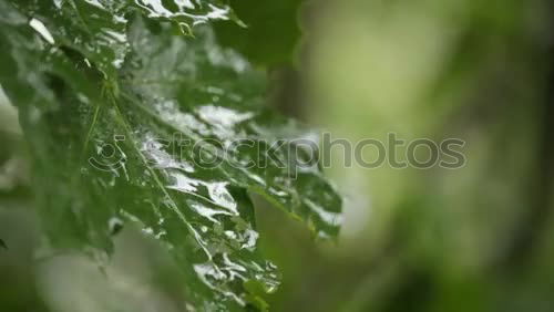 Similar – contrast Green Leaf Snow