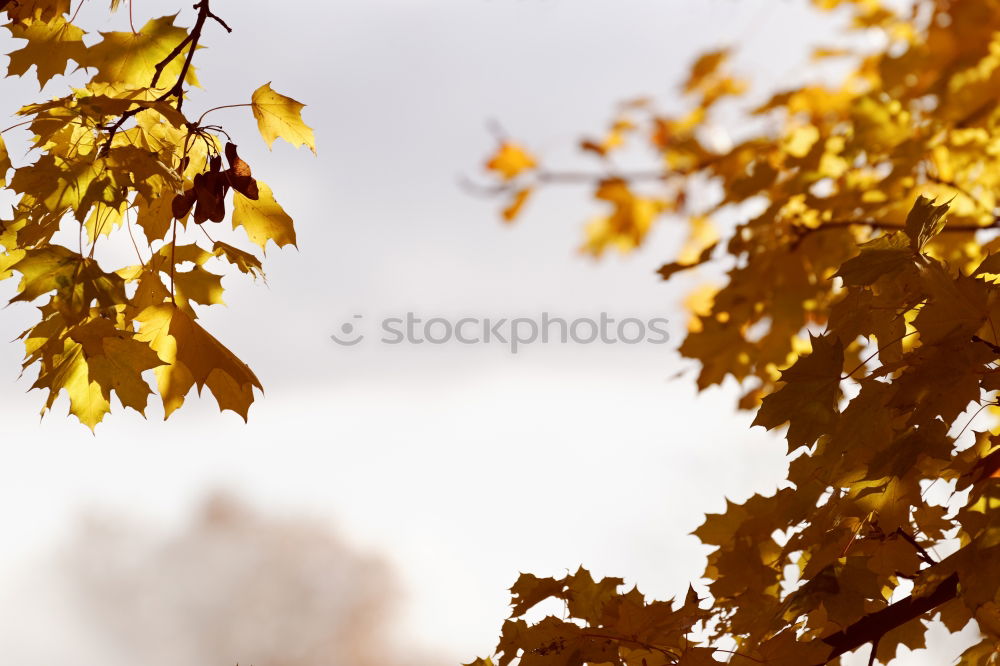 Similar – Blättchen II Gemälde Natur