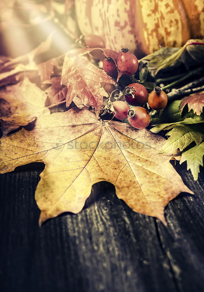 Autumn atmosphere on the garden table