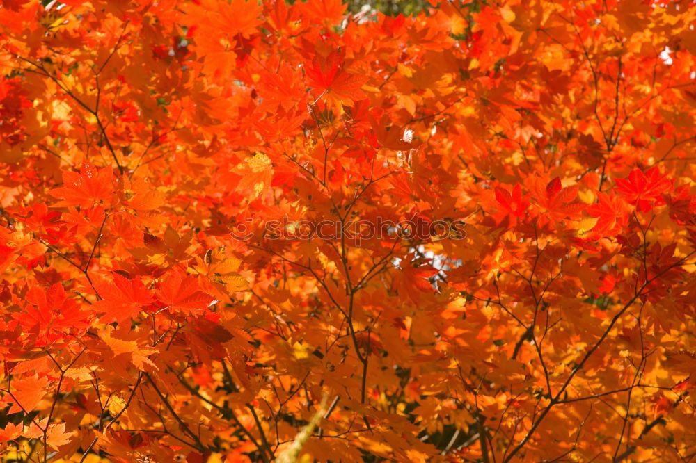 Similar – Image, Stock Photo Orange-red wig shrub