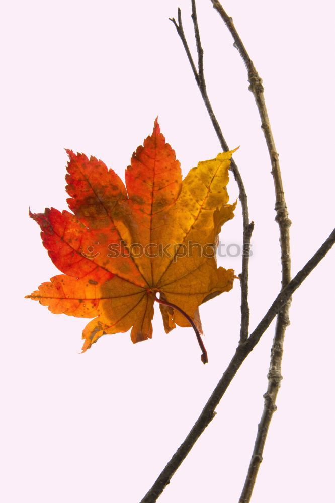 Similar – Image, Stock Photo Maple leaves in winter