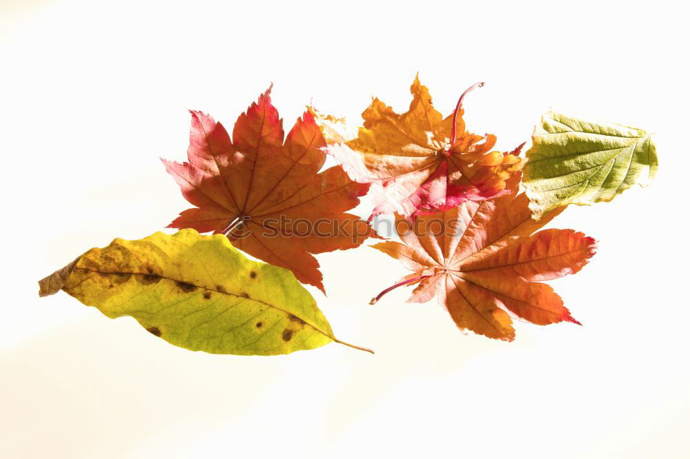 Similar – Image, Stock Photo Autumn in the garden