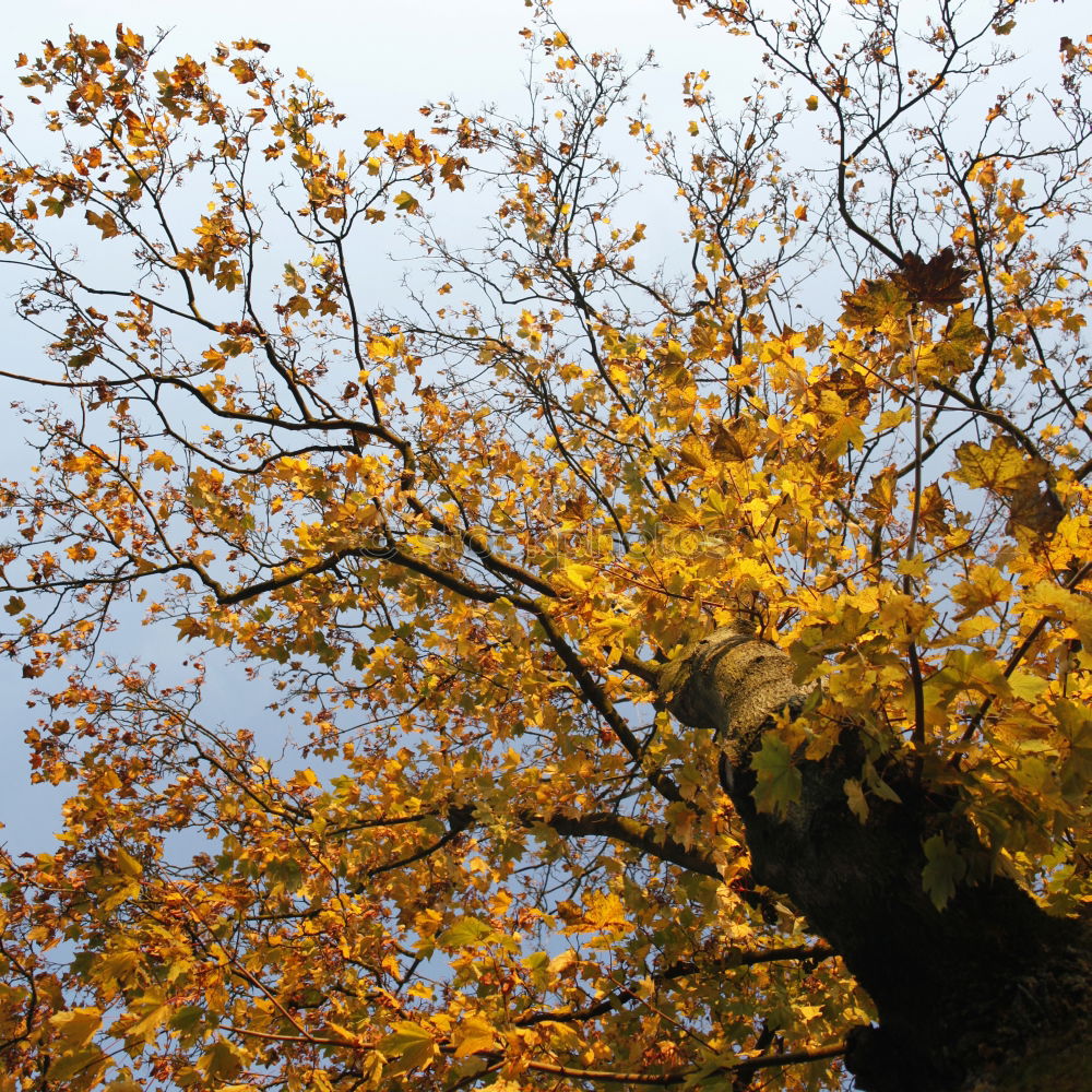 Similar – Foto Bild Bussardfrühling Umwelt