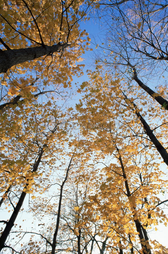 Similar – Es schreit nach Frühling.