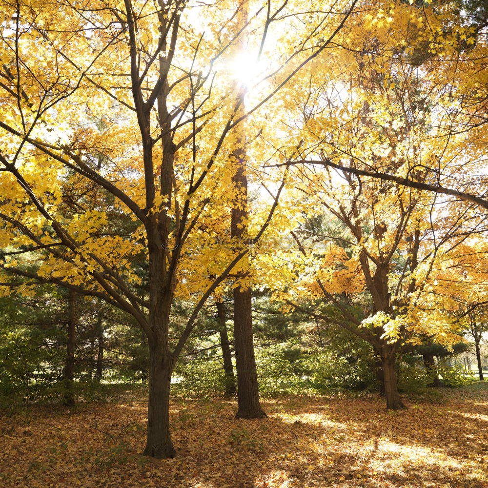 Similar – Image, Stock Photo autumn outlook