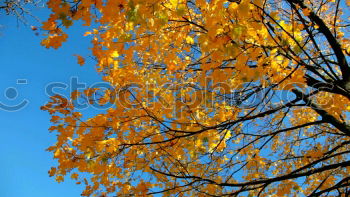 Similar – Maple tree with red autumn leaves against the blue sky