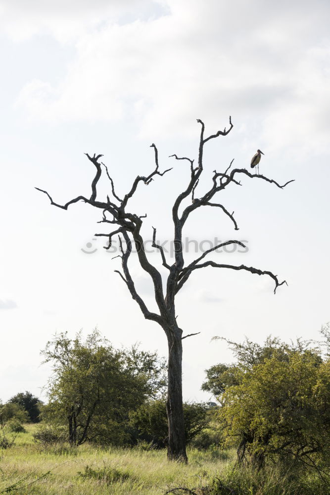 Similar – Image, Stock Photo safari park Nature