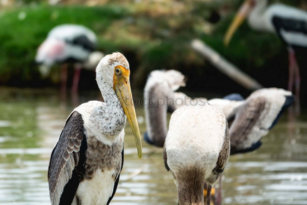 Similar – Image, Stock Photo Strange birds