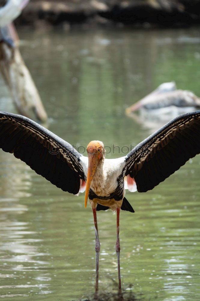 Similar – Image, Stock Photo conductor Nature Animal