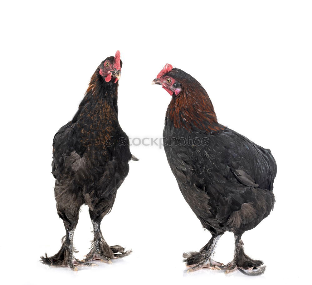 Similar – Image, Stock Photo two white turkeys strolling on a farm