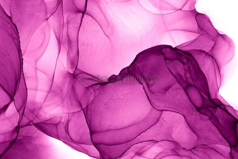 Similar – Pink Rose II Magenta