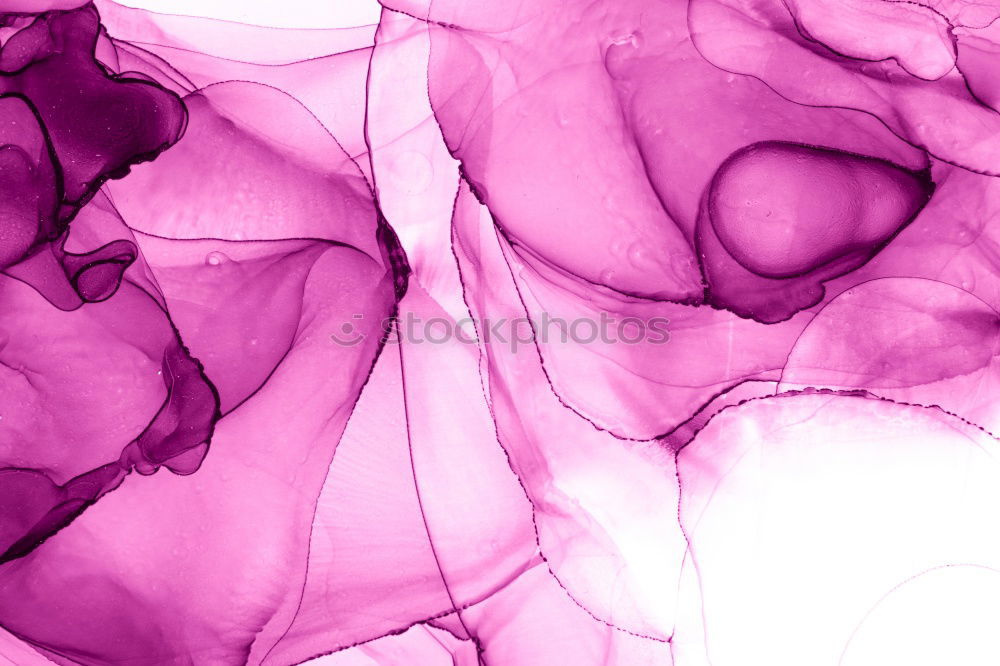 Similar – Pink Rose II Magenta