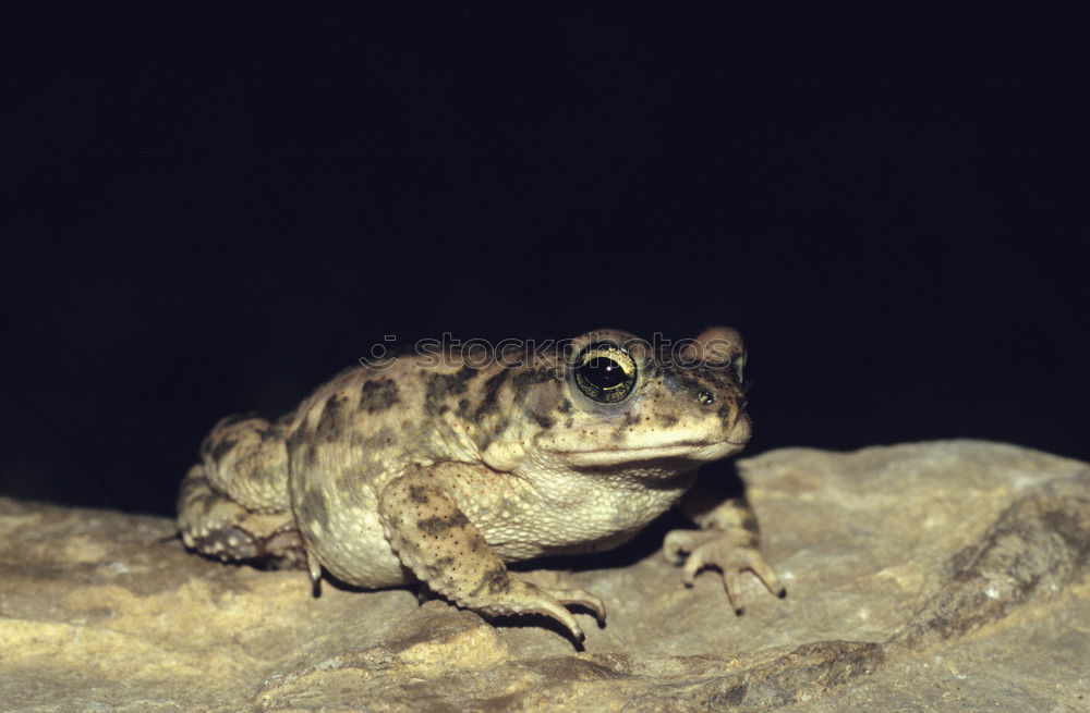 Similar – Cubalaub frog, Osteopilus, septentrionalis,