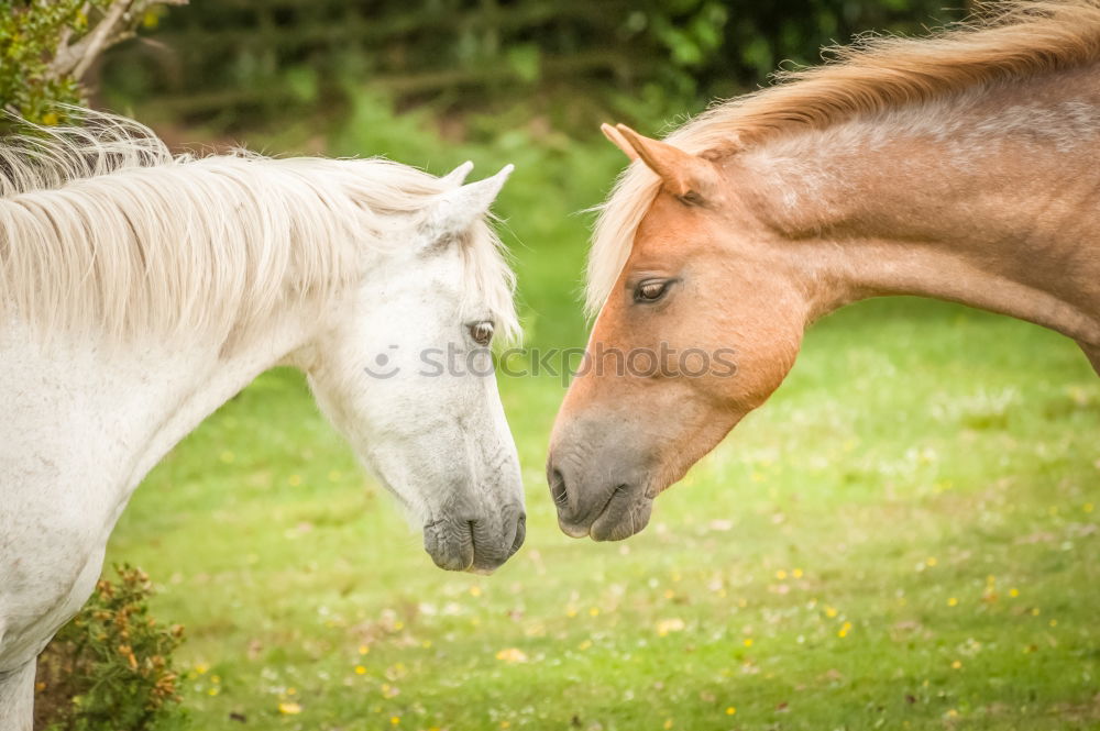 Similar – Horses in early fog II