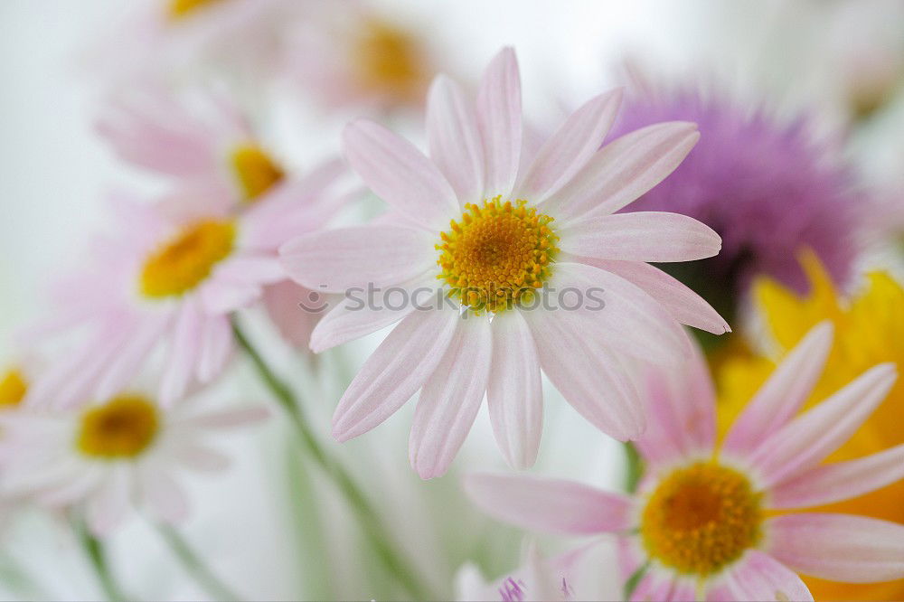 Similar – sea of blossoms Plant