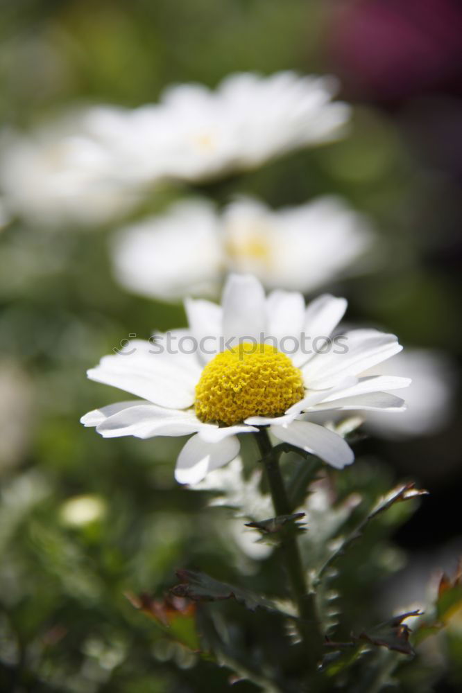 Similar – flowering daisy on a meadow with snow