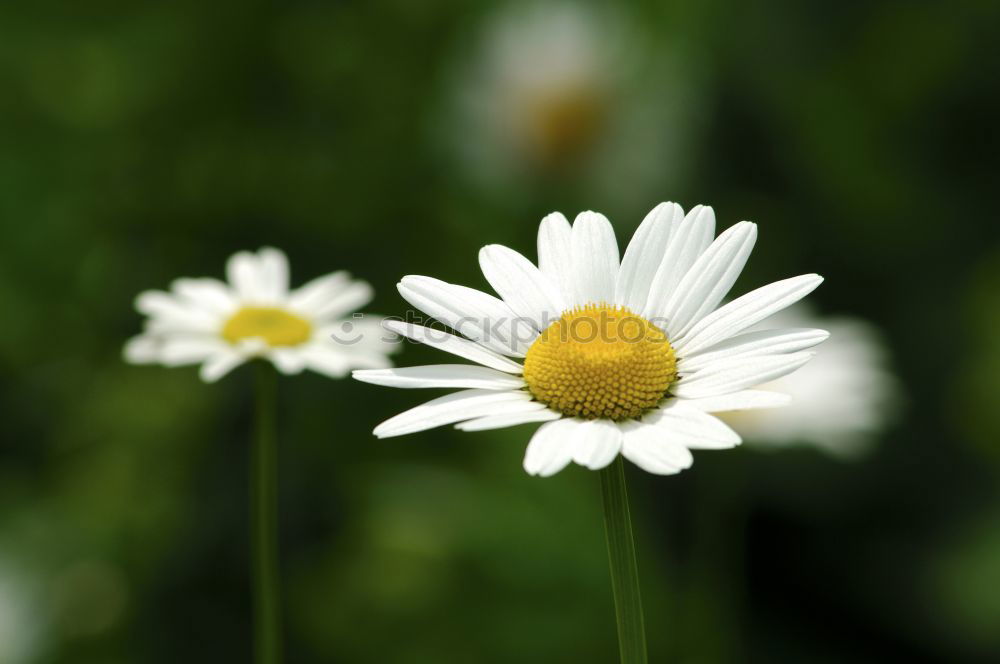 Similar – Sun Flower Yellow White