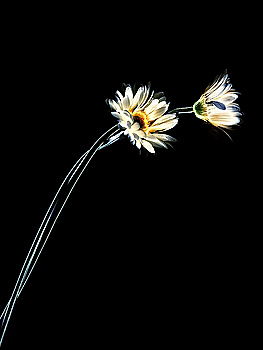 Similar – The daisy just blooms