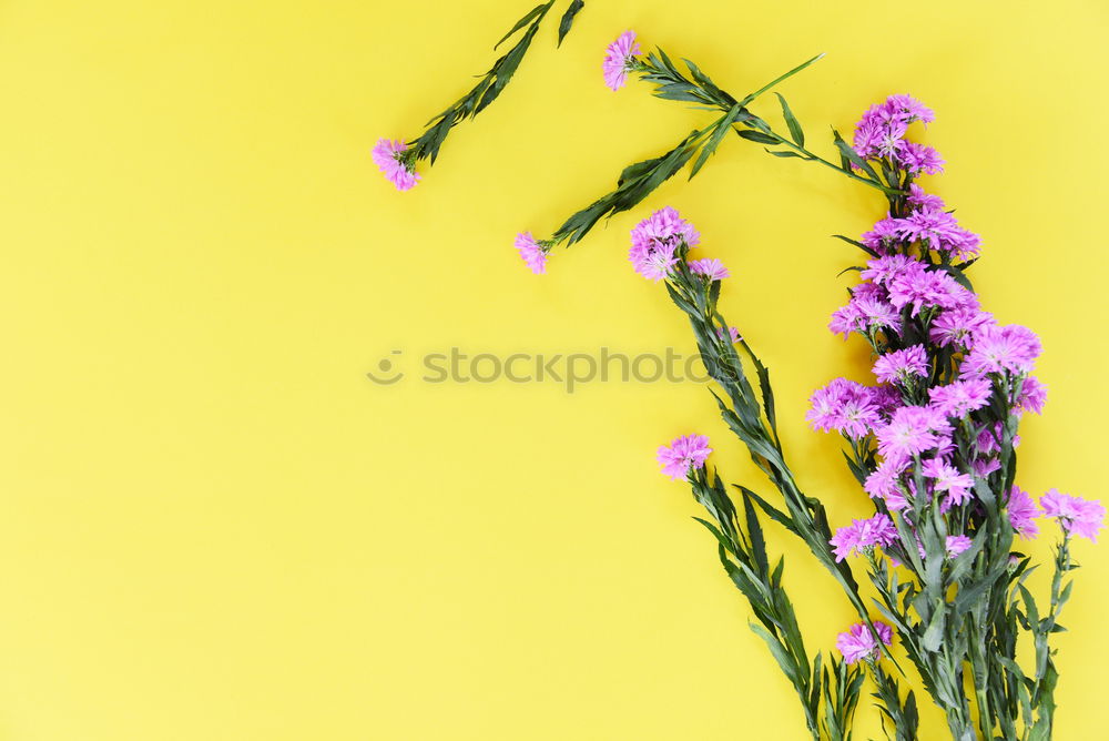 Similar – pink flower of Billbergia