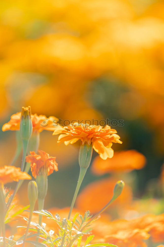 Similar – Image, Stock Photo Girl in autumn Plant