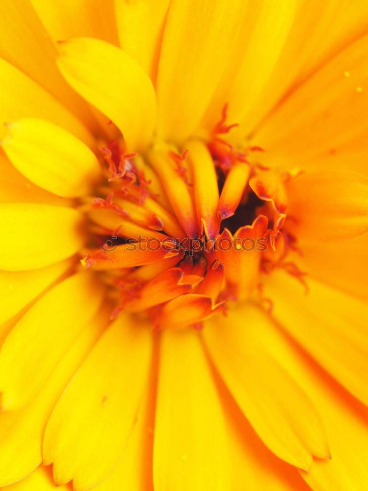 Similar – Image, Stock Photo In the garden 2 Flower