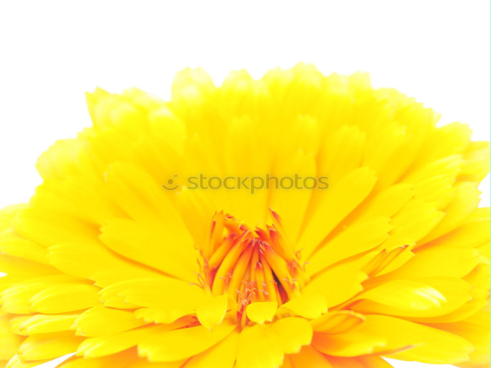 Similar – Image, Stock Photo Yellow poppy II Plant