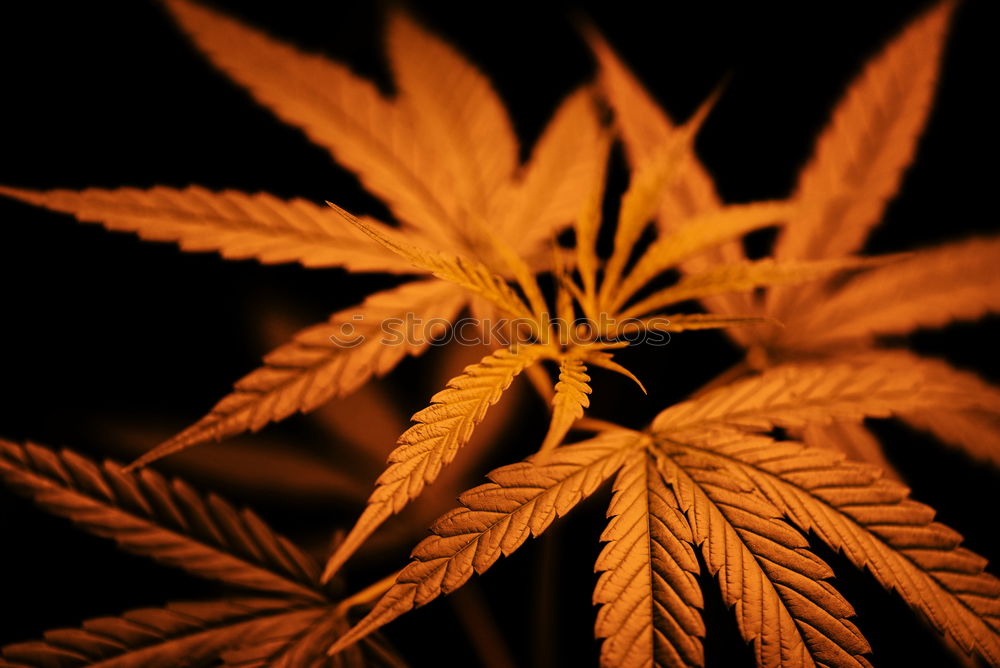 Image, Stock Photo Cannabis
