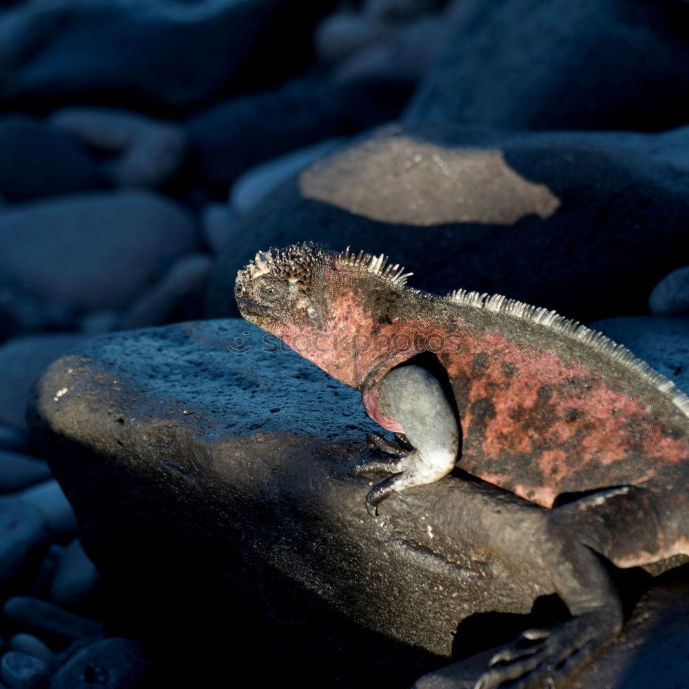 Similar – just the happy fish Near