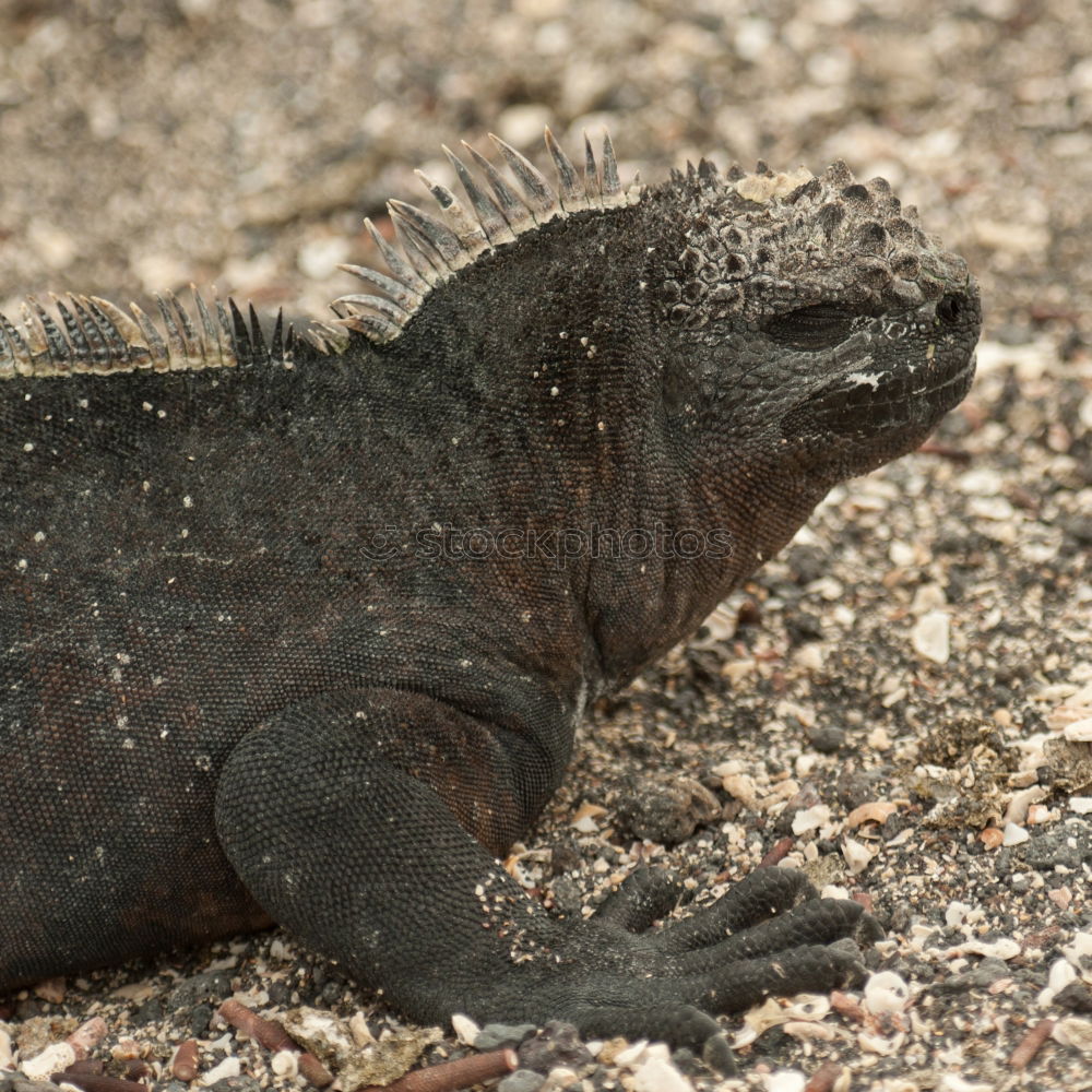 Similar – sea lizard Marine iguana