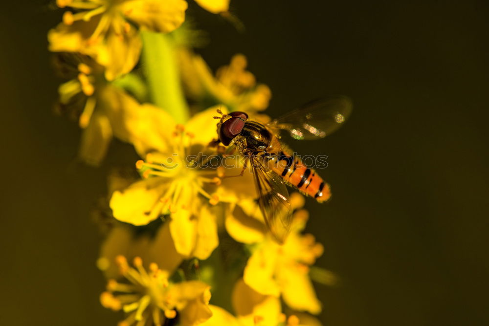 Similar – schwebfliege Insekt Tier