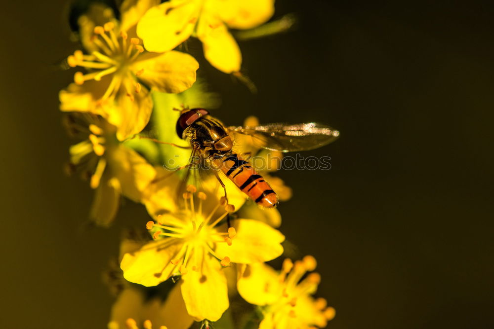 schwebfliege Insekt Tier