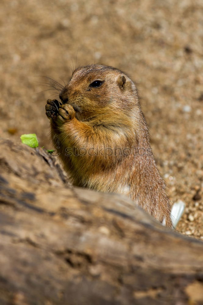 Similar – crazy Chipmunk Nature