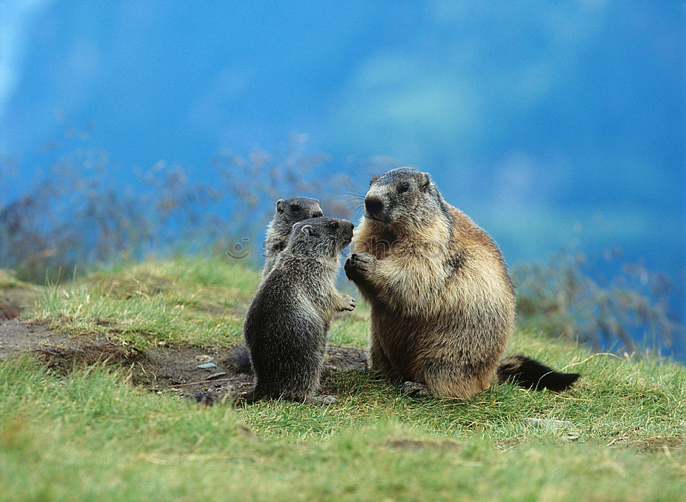 Similar – Image, Stock Photo is this love? Animal Pelt