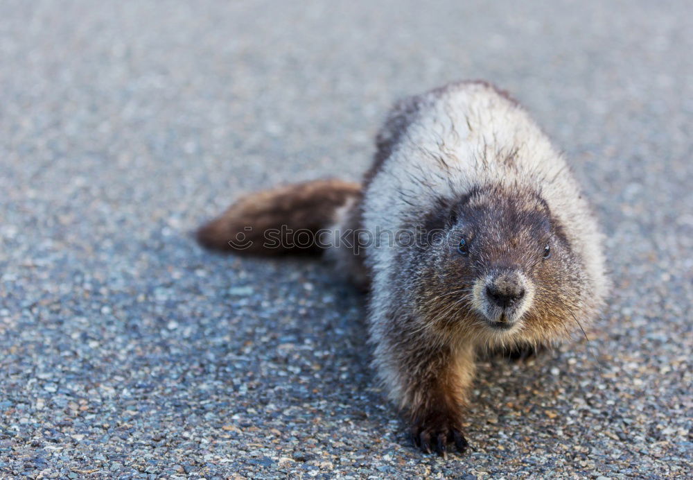 Similar – Eat and be eaten. Meerkat eats a mouse