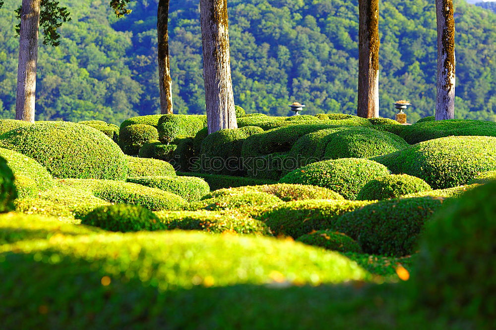 Similar – Image, Stock Photo A small bird sits on accurately cut bushes. Nature. Park