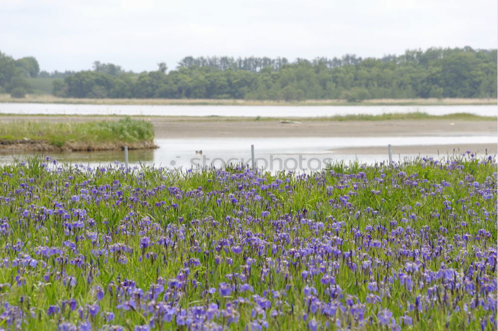 Similar – Foto Bild Aprilwetter nass Gras grün