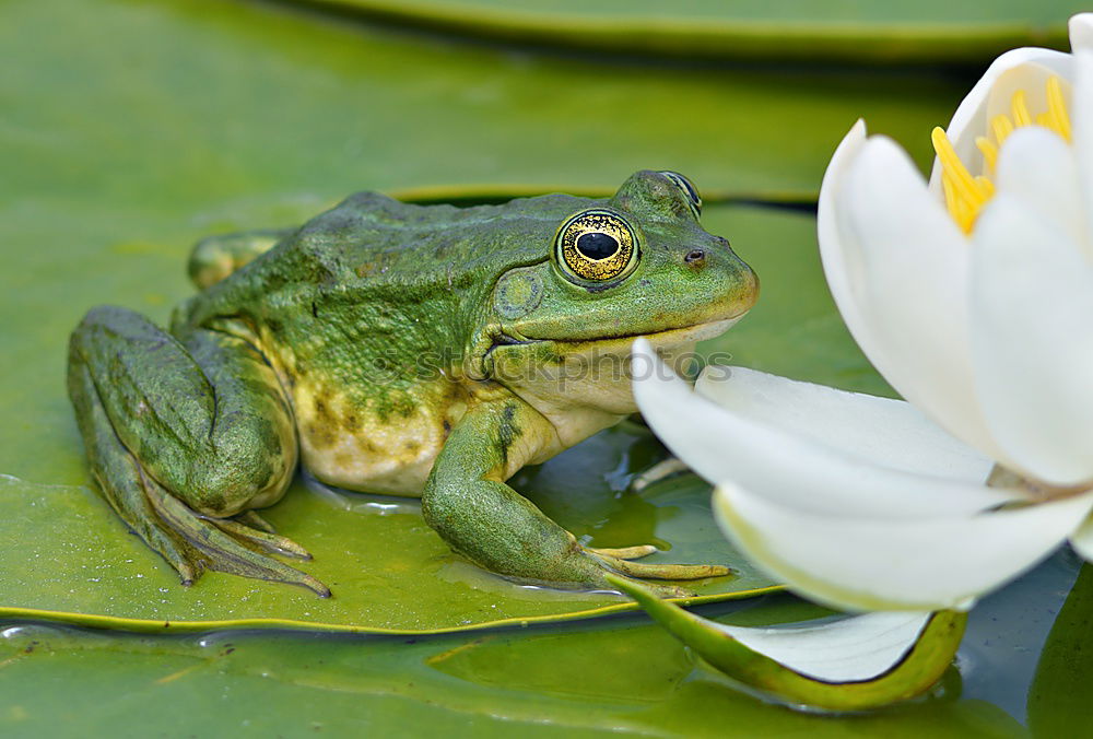 Similar – Well camouflaged Lake Pond