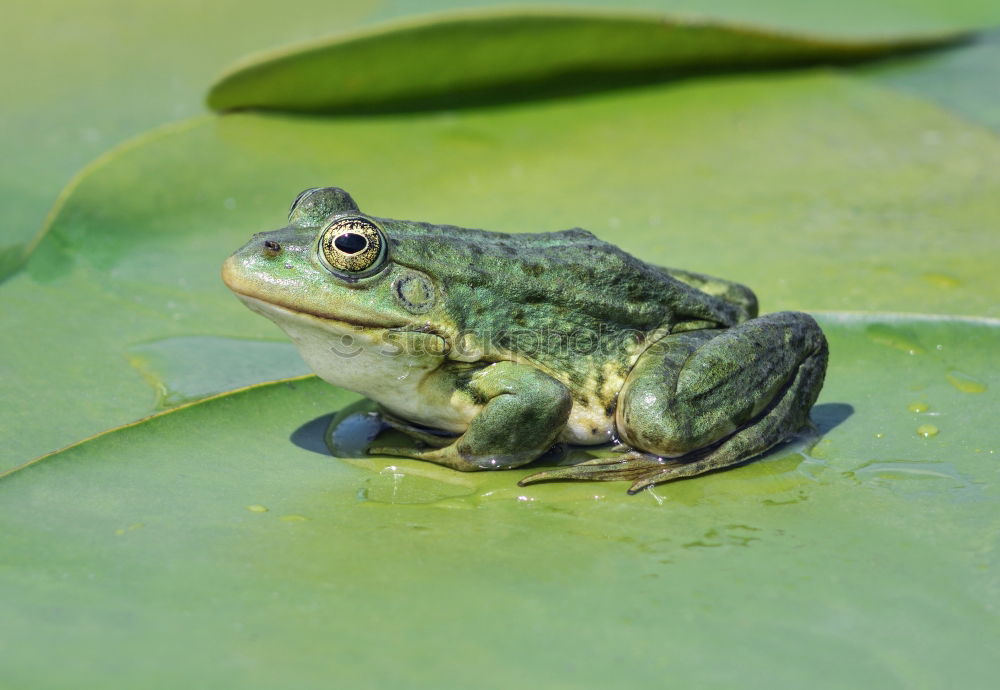 Similar – Frog swims next to water lily leaf in pond