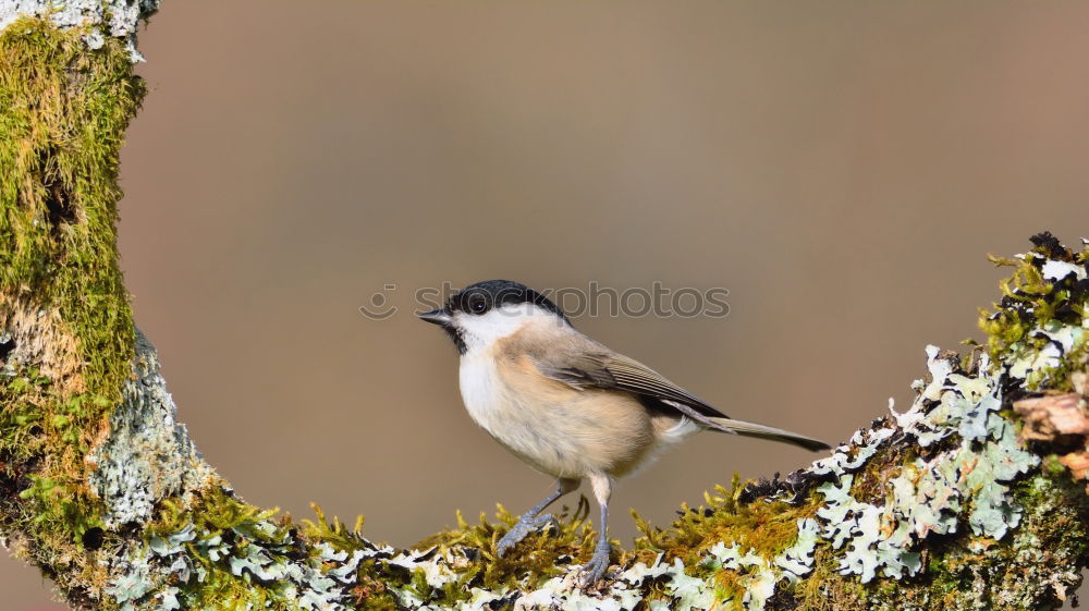 Similar – Image, Stock Photo Southern Fiscal Shrike