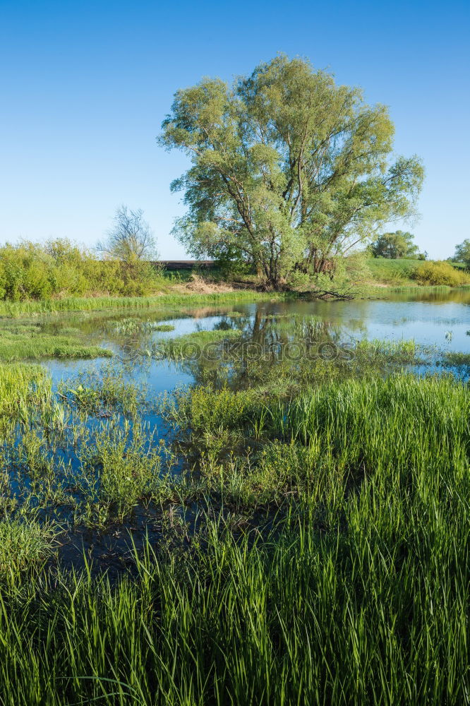 green lake Summer Nature