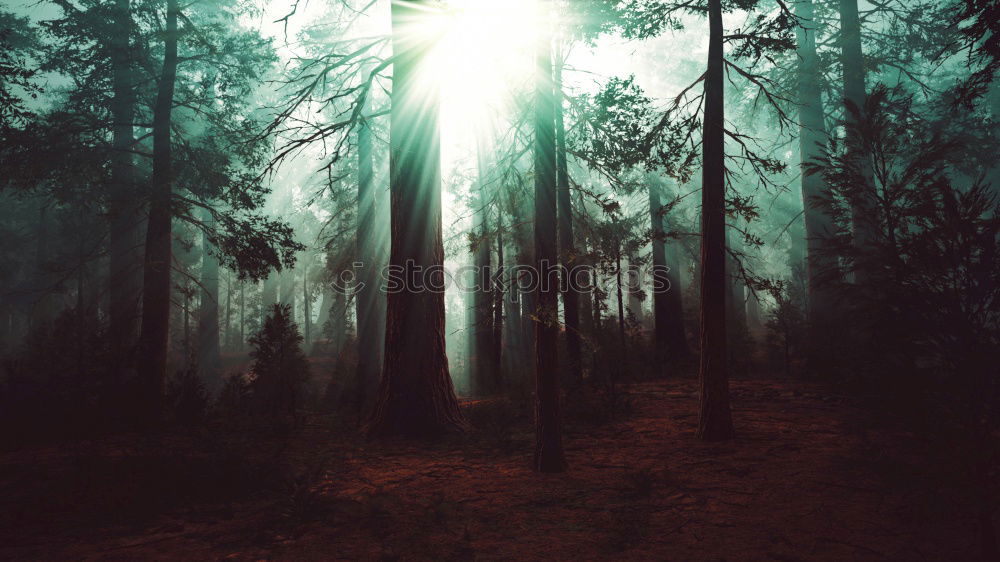 Similar – Image, Stock Photo Coniferous forest in autumn light