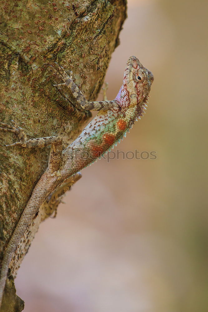 Similar – Foto Bild Fire-bellied Toad sitting on a stone