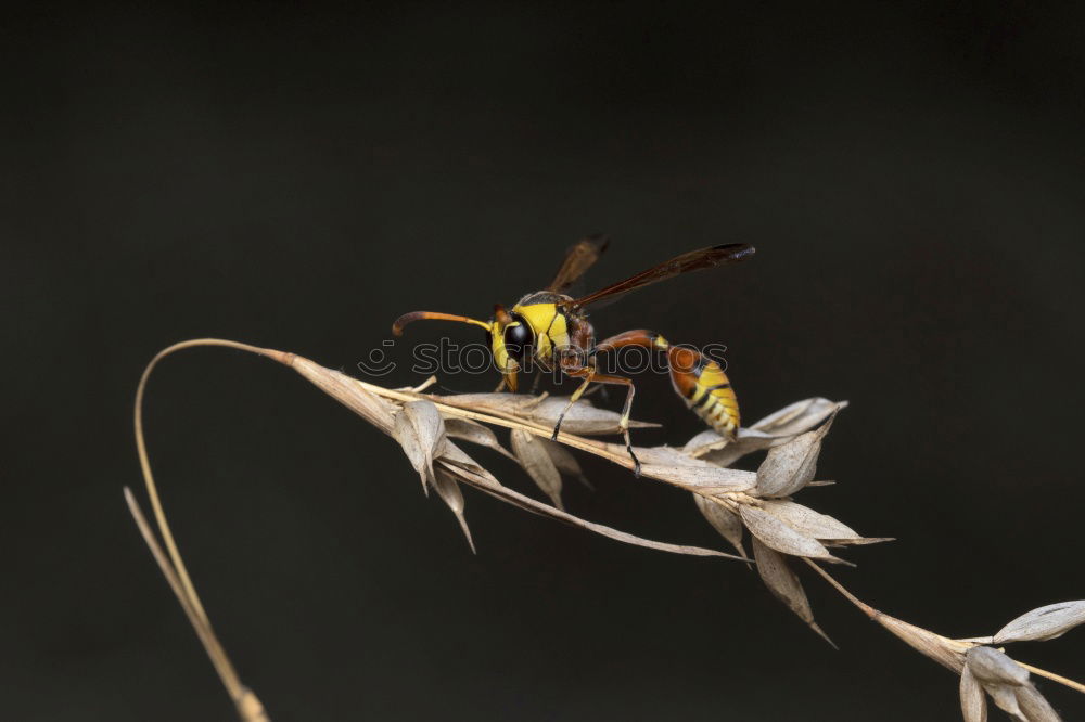 Similar – tired? Bee Insect Pierce