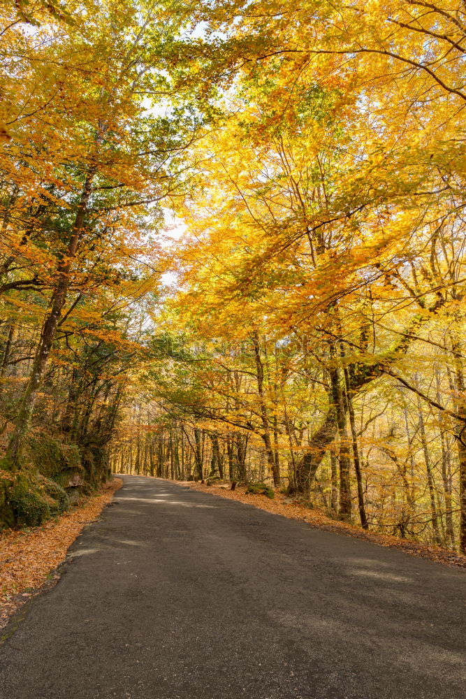 Image, Stock Photo autumn street Environment