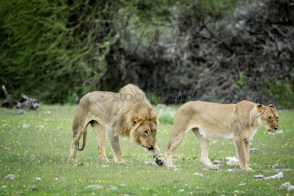 Similar – Image, Stock Photo Large flap Lion Baby lion