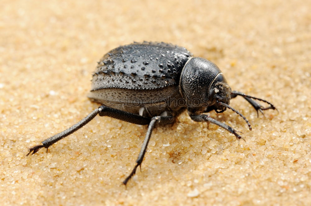 Similar – Image, Stock Photo Forest dung beetle on the move