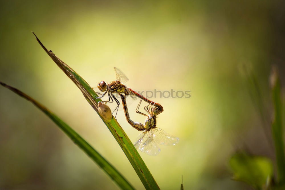 Similar – Image, Stock Photo bug Green Meadow Summer