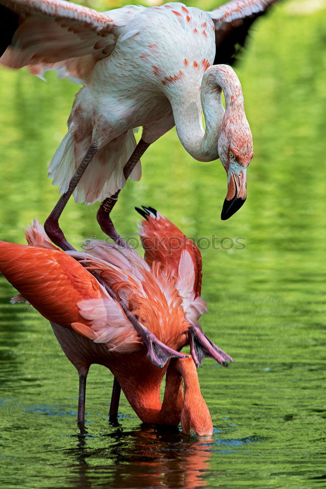 Similar – Foto Bild Enten eben Gras Vogel